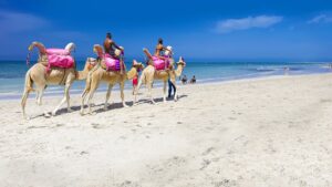 Djerba camels on the beach